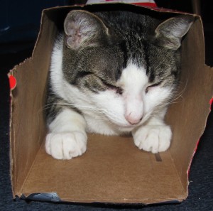 James Loved Boxes! James in Box